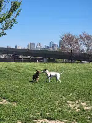 St. John's Dog Park - Kansas City, KS