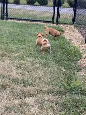 Dog Park at Love's Travel Stops - Kansas City, MO