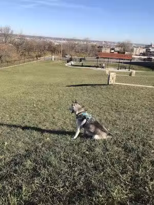 West Terrace Dog Park (private, membership-based park) - Kansas City, MO