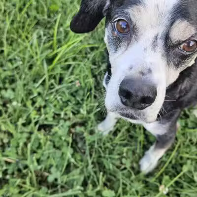 St. John's Dog Park - Kansas City, KS