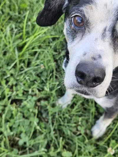 St. John's Dog Park - Kansas City, KS