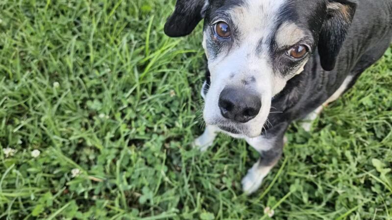 St. John's Dog Park - Kansas City, KS