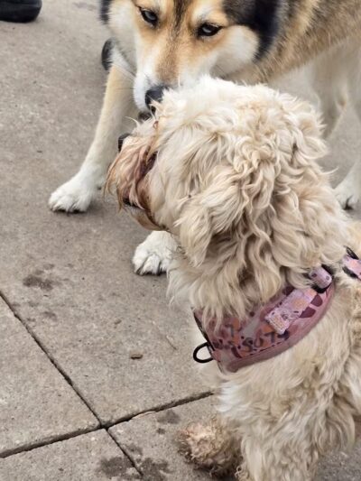 Swope Dog Park - Kansas City, MO