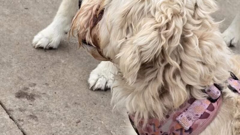 Swope Dog Park - Kansas City, MO