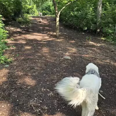 Swope Dog Park - Kansas City, MO