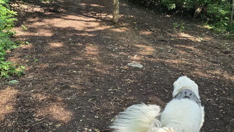 Swope Dog Park - Kansas City, MO