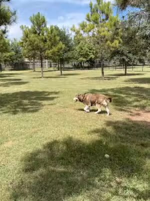 FB MUD 35 Dog Park - Katy, TX