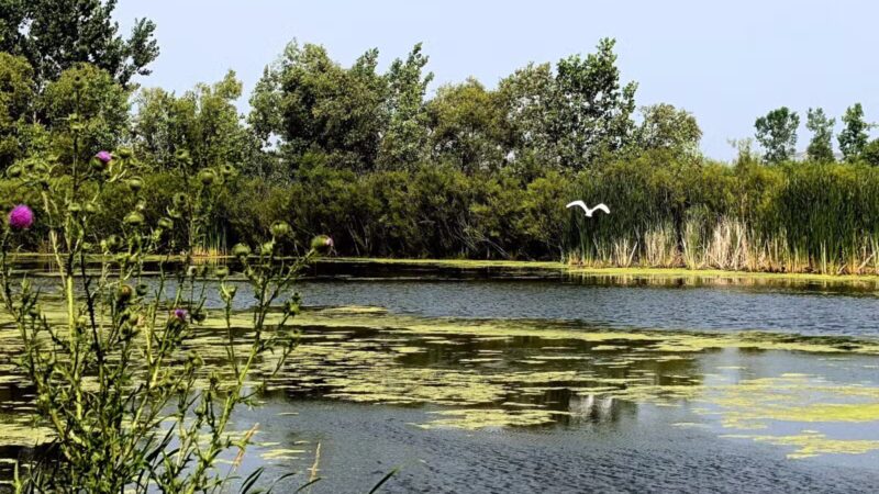 Kaukauna Dog Park - Kaukauna, WI