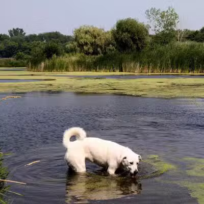Kaukauna Dog Park - Kaukauna, WI