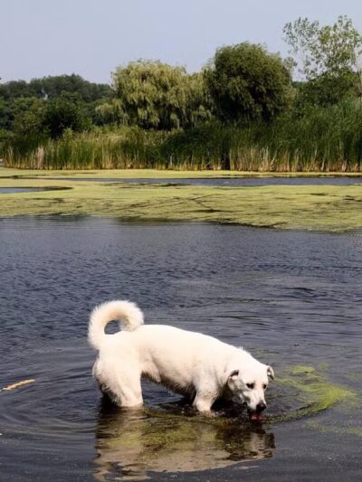 Kaukauna Dog Park - Kaukauna, WI