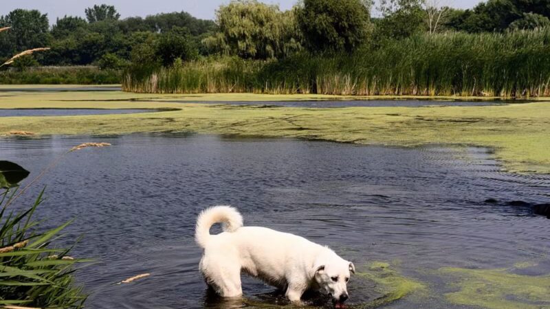 Kaukauna Dog Park - Kaukauna, WI