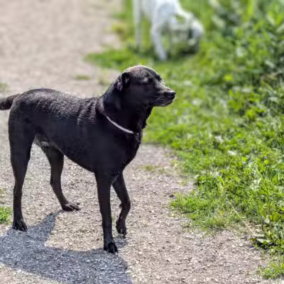 Kaukauna Dog Park - Kaukauna, WI