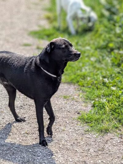 Kaukauna Dog Park - Kaukauna, WI