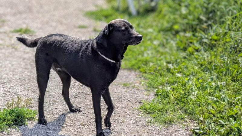 Kaukauna Dog Park - Kaukauna, WI