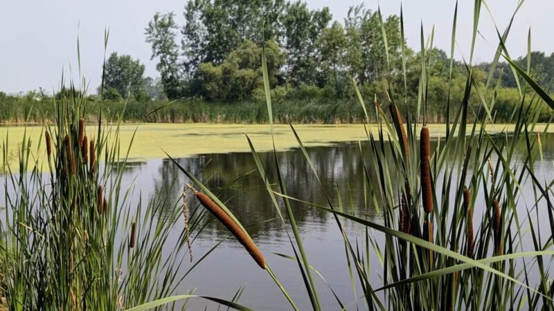 Kaukauna Dog Park - Kaukauna, WI