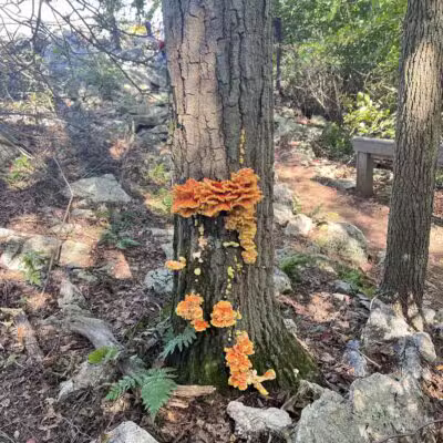 Hawk Mountain Sanctuary - Kempton, PA