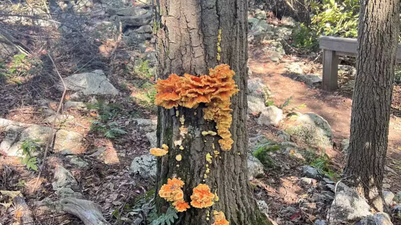 Hawk Mountain Sanctuary - Kempton, PA