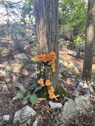 Hawk Mountain Sanctuary - Kempton, PA