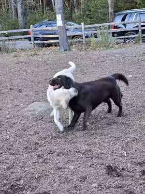 Kennebunkport Dog Park - Kennebunkport, ME