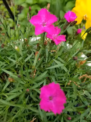 Kennesaw - Kennesaw, GA