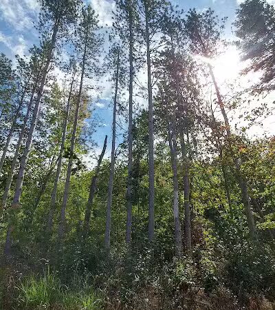 Howard Christensen Nature Center - Kent City,
