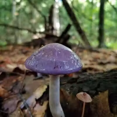 Howard Christensen Nature Center - Kent City,