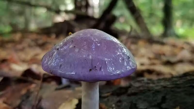 Howard Christensen Nature Center - Kent City,