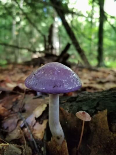 Howard Christensen Nature Center - Kent City,