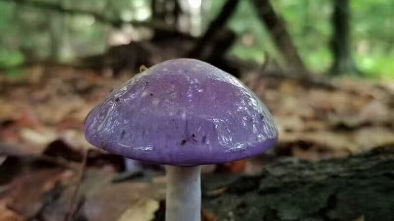 Howard Christensen Nature Center - Kent City,