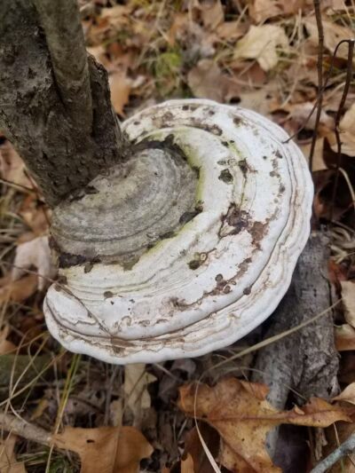 Howard Christensen Nature Center - Kent City,