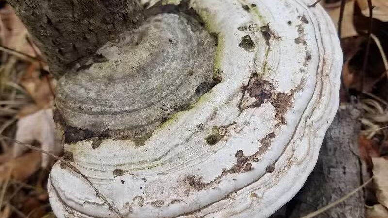 Howard Christensen Nature Center - Kent City,