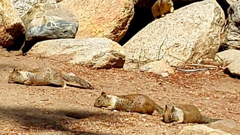 Riverside Park - Kernville, CA