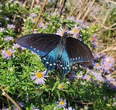 Flat Rock Park Dog Run - Kerrville, TX