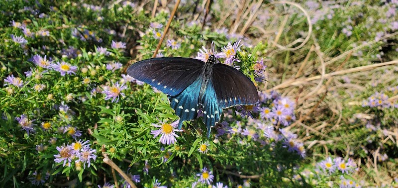 Flat Rock Park Dog Run - Kerrville, TX