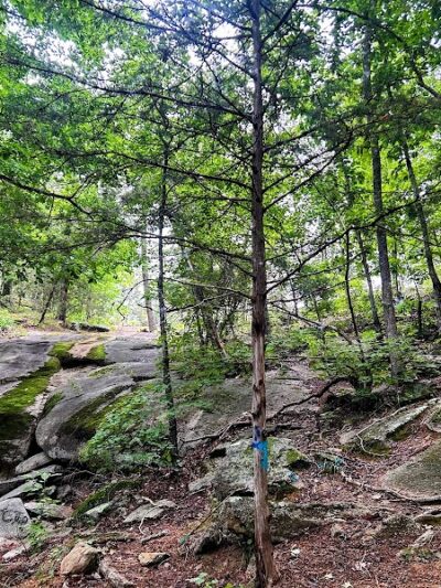 40 Acre Rock Heritage Preserve - Kershaw, SC