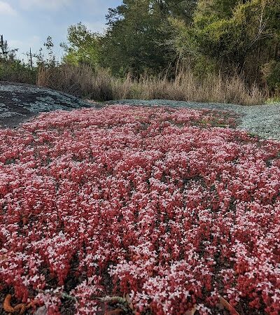 40 Acre Rock Heritage Preserve - Kershaw, SC