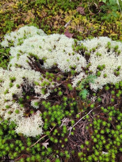 40 Acre Rock Heritage Preserve - Kershaw, SC