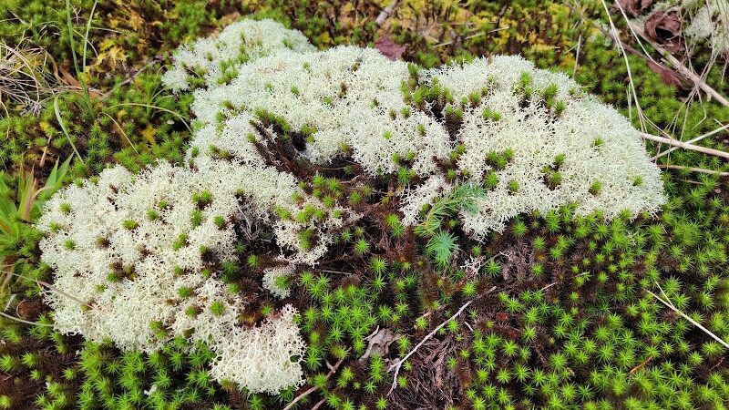 40 Acre Rock Heritage Preserve - Kershaw, SC
