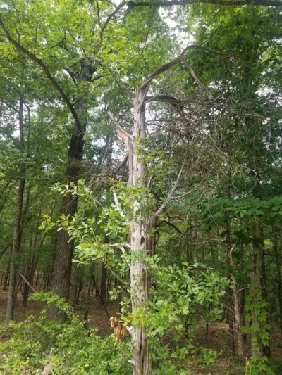 40 Acre Rock Upper Parking - Kershaw, SC