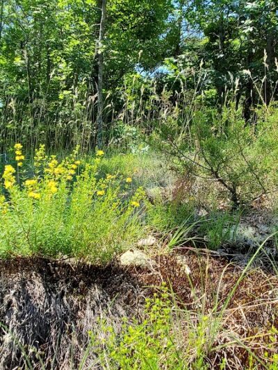 40 Acre Rock Upper Parking - Kershaw, SC