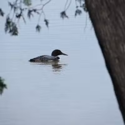 Birch Lake Park - Kewadin,