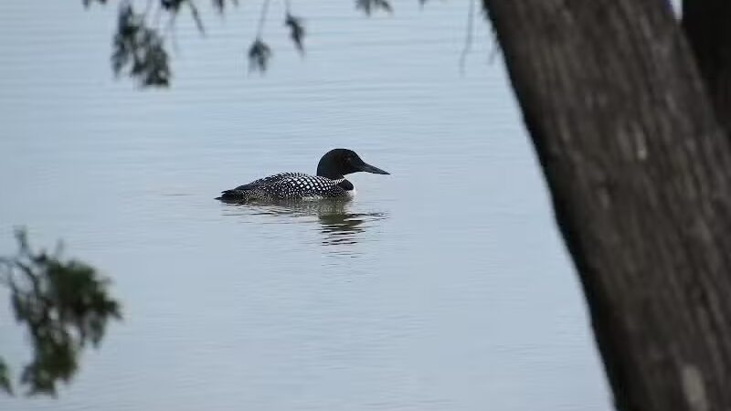 Birch Lake Park - Kewadin,