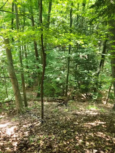 Torch Bay Nature Preserve - Kewadin,