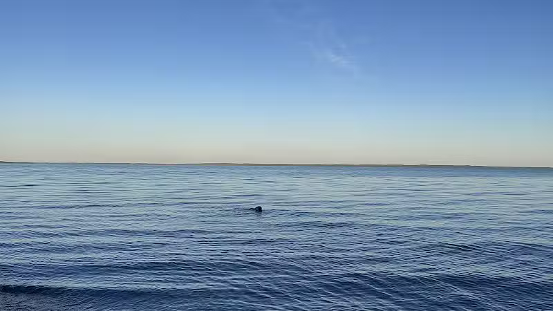 Torch Bay Nature Preserve - Kewadin,
