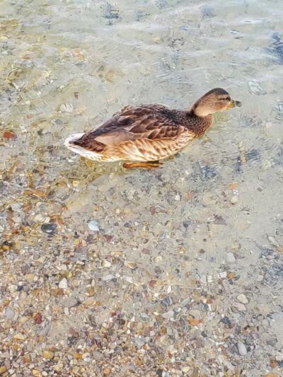 William Good Day Park - Kewadin,