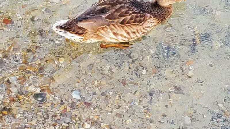 William Good Day Park - Kewadin,