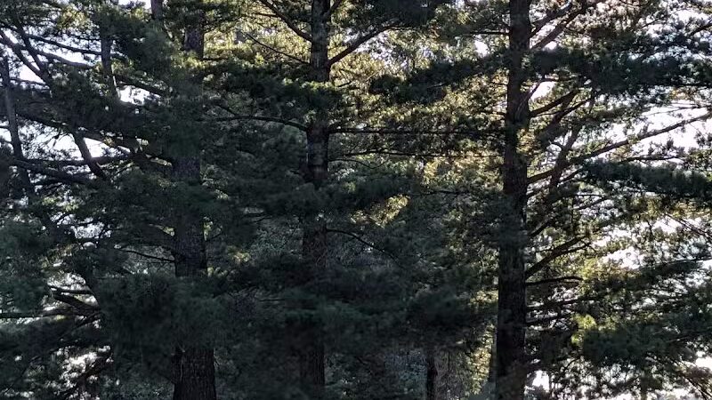 Kinross Charter Township R.V. Park East - Kincheloe, MI