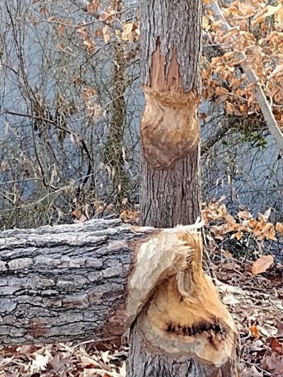Dahlgren Railroad Heritage Trail Parking/Access - King George, VA