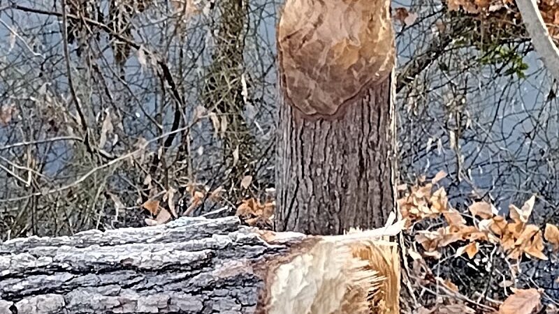 Dahlgren Railroad Heritage Trail Parking/Access - King George, VA