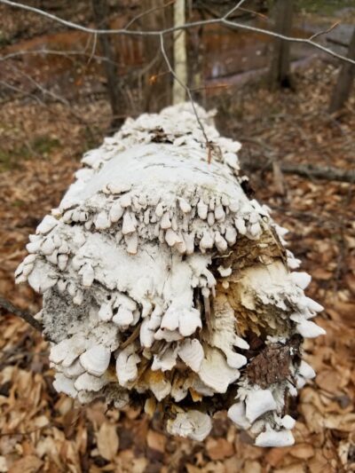 Dahlgren Railroad Heritage Trail Parking/Access - King George, VA